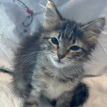 Speedo -  Domestic Short Hair Cat for Adoption in Matteson, Illinois - Speedo | PetCurious