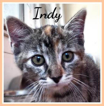 Indy -  Domestic Short Hair Cat for Adoption in Valley City, North Dakota - Indy | PetCurious