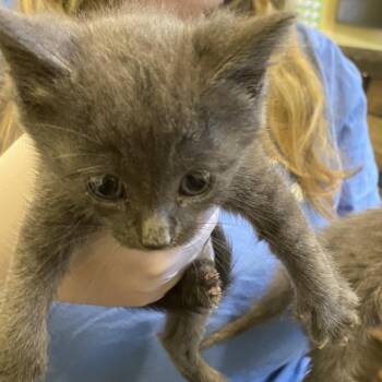 Domestic Short Hair Cats Available for Adoption in Roanoke, Virginia - Ditto | PetCurious
