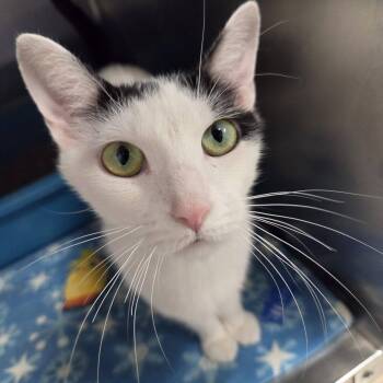Banker -  Domestic Short Hair Cat for Adoption in Chilton, Wisconsin - Banker | PetCurious