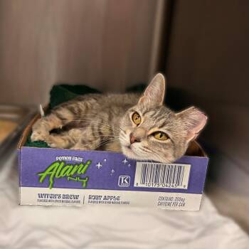 TNR Betty -  Domestic Short Hair Cat for Adoption in Davenport, Iowa - TNR Betty | PetCurious