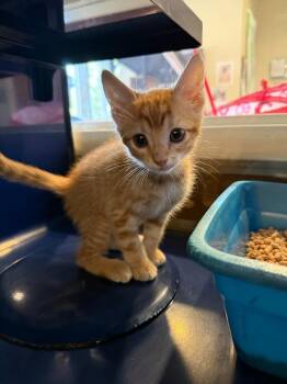 Fireball -  Domestic Short Hair Cat for Adoption in Little Elm, Texas - Fireball | PetCurious