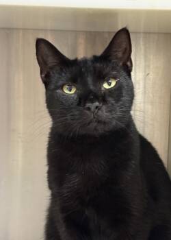 Rescue Domestic Short Hair Cats for Adoption in Aiken, South Carolina - Pippa 53743 | PetCurious