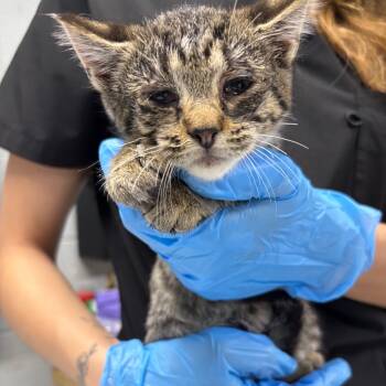 Rescue Domestic Short Hair Cats for Adoption in Summerville, South Carolina - Bexar | PetCurious