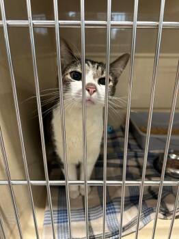 Leon -  Domestic Short Hair Cat for Adoption in Gautier, Mississippi - Leon | PetCurious