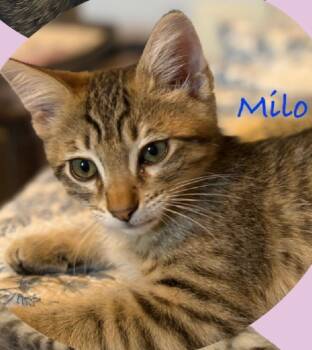 Rescue Tabby Cats for Adoption - Milo | PetCurious