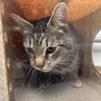 Domestic Short Hair Cats Available for Adoption - Thunder | PetCurious