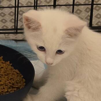 Miley -  Domestic Short Hair Cat for Adoption in Grantsville, Utah - Miley | PetCurious