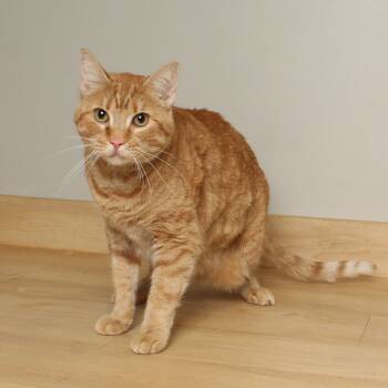 Rescue Domestic Short Hair Cats for Adoption in Minnetonka, Minnesota - Gigi C66919 | PetCurious