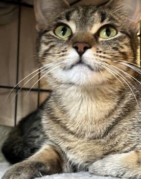 Rescue Domestic Short Hair Cats for Adoption in Moline, Illinois - Brittany | PetCurious
