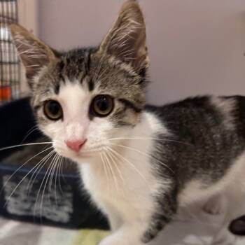 Rocco -  Domestic Short Hair Cat for Adoption in Sarasota, Florida - Rocco | PetCurious