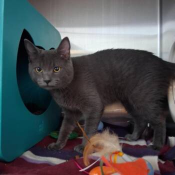 Hunter -  Domestic Short Hair Cat for Adoption in Baltimore, Maryland - Hunter | PetCurious