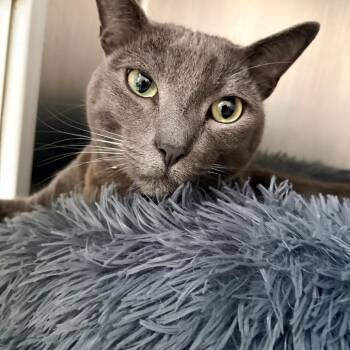 Domestic Short Hair Cats Available for Adoption - Louie | PetCurious
