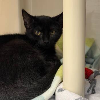 Stevie Nicks -  Domestic Short Hair Cat for Adoption in Watertown, New York - Stevie Nicks | PetCurious