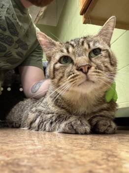 Domestic Short Hair Cats Available for Adoption in Indianapolis, Indiana - SMOKEY | PetCurious