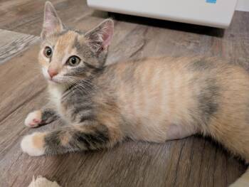 Queen Elizabeth -  Calico Cat for Adoption in Mineral Point, Wisconsin - Queen Elizabeth | PetCurious