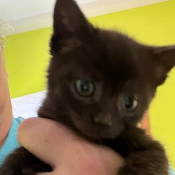 American Shorthair Cats Available for Adoption in Mount Vernon, Arkansas - Booboo | PetCurious