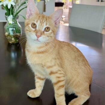 Cheddar -  Domestic Short Hair Cat for Adoption in Fort Lauderdale, Florida - Cheddar | PetCurious