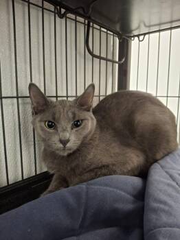 SCORPION -  Domestic Short Hair Cat for Adoption in Ironwood, Michigan - SCORPION | PetCurious