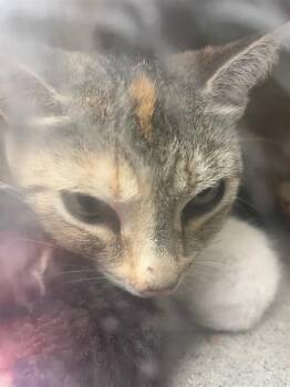 Domestic Short Hair Cats Available for Adoption in Riverside, California - TILLY | PetCurious