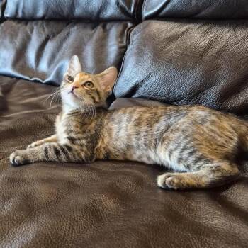 Bundle -  Domestic Short Hair Cat for Adoption in Prescott, Arizona - Bundle | PetCurious