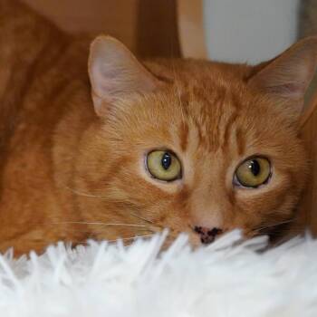 Garfield -  Domestic Short Hair Cat Available for Adoption - Garfield | PetCurious