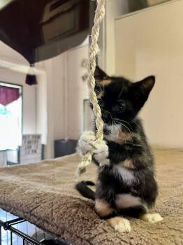 Queen -  Tortoiseshell Cat for Adoption in Leavenworth, Kansas - Queen | PetCurious