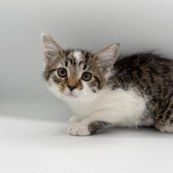 Honey Ryder -  Domestic Short Hair Cat for Adoption in State College, Pennsylvania - Honey Ryder | PetCurious