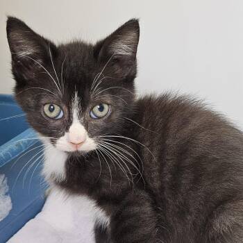 Augustus -  Domestic Short Hair Cat for Adoption in Baltimore, Maryland - Augustus | PetCurious