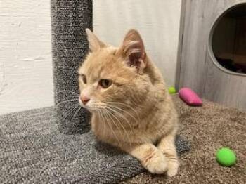 American Shorthair Cats Available for Adoption - Pale Orange  | PetCurious