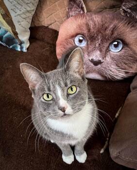 Shiva (aka Gracie) -  Domestic Short Hair Cat for Adoption in San Jose, California - Shiva (aka Gracie) | PetCurious
