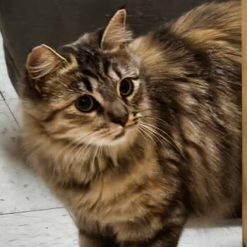 Rescue Domestic Long Hair Cats for Adoption in Las Vegas, Nevada - Izzy | PetCurious