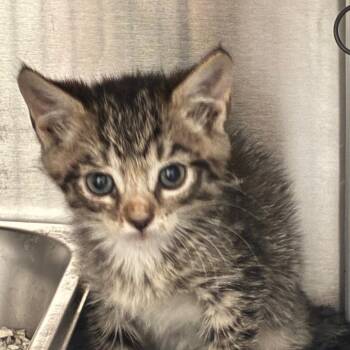 Ritz 8342 -  Domestic Short Hair Cat for Adoption in Columbus, Georgia - Ritz 8342 | PetCurious