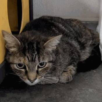 Ruby -  Domestic Short Hair Cat for Adoption in New York, New York - Ruby | PetCurious