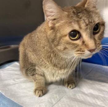 RASCAL -  Domestic Short Hair Cat for Adoption in Minneapolis, Minnesota - RASCAL | PetCurious