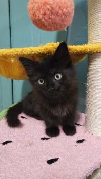 Domestic Long Hair Cats Available for Adoption - Veritas | PetCurious