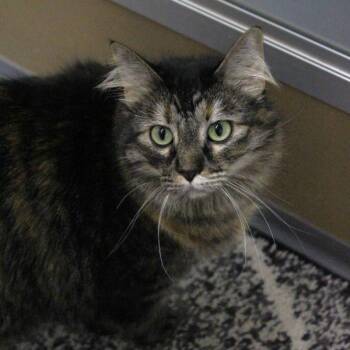 Toola -- Bonded Buddy With Oliver -  Domestic Long Hair Cat for Adoption in Des Moines, Iowa - Toola -- Bonded Buddy With Oliver | PetCurious