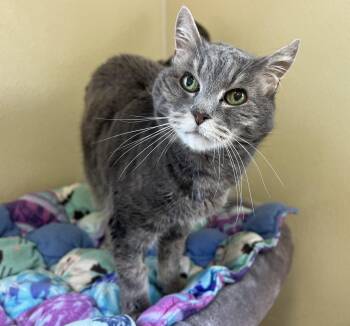 Moxie -  Tabby Cat for Adoption in Palmyra, Virginia - Moxie | PetCurious