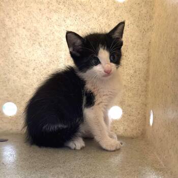 Domestic Short Hair Cats Available for Adoption in San Antonio, Texas - Phelps | PetCurious
