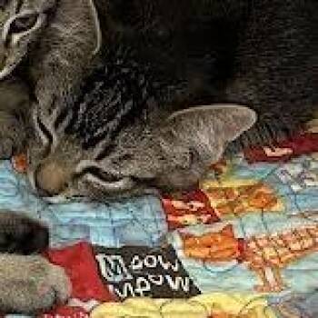 Domestic Short Hair Cats Available for Adoption in Hannibal, Missouri - Kiara | PetCurious