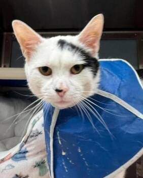 Domestic Short Hair Cats Available for Adoption in Annapolis, Maryland - Icarus | PetCurious