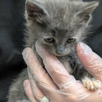 Daryl -  Domestic Short Hair Cat for Adoption in Las Vegas, Nevada - Daryl | PetCurious
