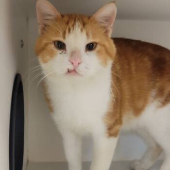 Rescue Domestic Short Hair Cats for Adoption in Troy, Illinois - Roger | PetCurious