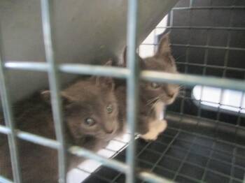 GERAS -  Domestic Short Hair Cat for Adoption in Ocala, Florida - GERAS | PetCurious