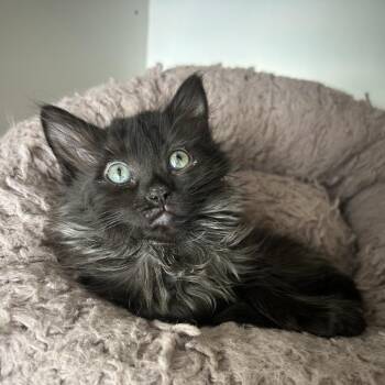 Jeggings -  Domestic Long Hair Cat for Adoption in Park City, Utah - Jeggings | PetCurious
