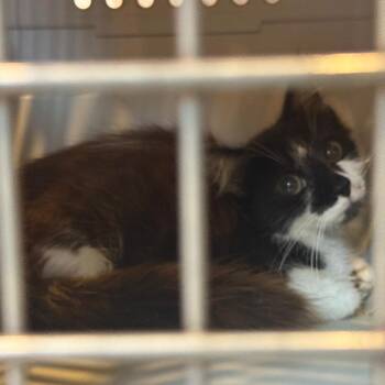 Sweenie -  Domestic Short Hair Cat for Adoption in Charlottesville, Virginia - Sweenie | PetCurious