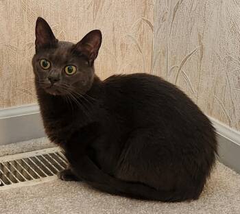 Tony -  Russian Blue Cat for Adoption in Inez, Kentucky - Tony | PetCurious
