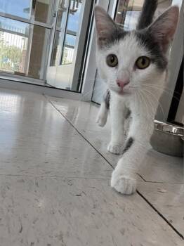 Pink -  Domestic Short Hair Cat for Adoption in Hobbs, New Mexico - Pink | PetCurious