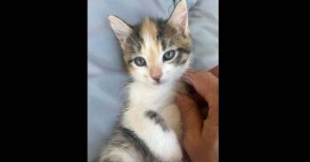 Domestic Short Hair Cats Available for Adoption in Groveland, Massachusetts - Faith | PetCurious