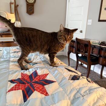 Jackson -  Domestic Short Hair Cat for Adoption in Brownsboro, Alabama - Jackson | PetCurious